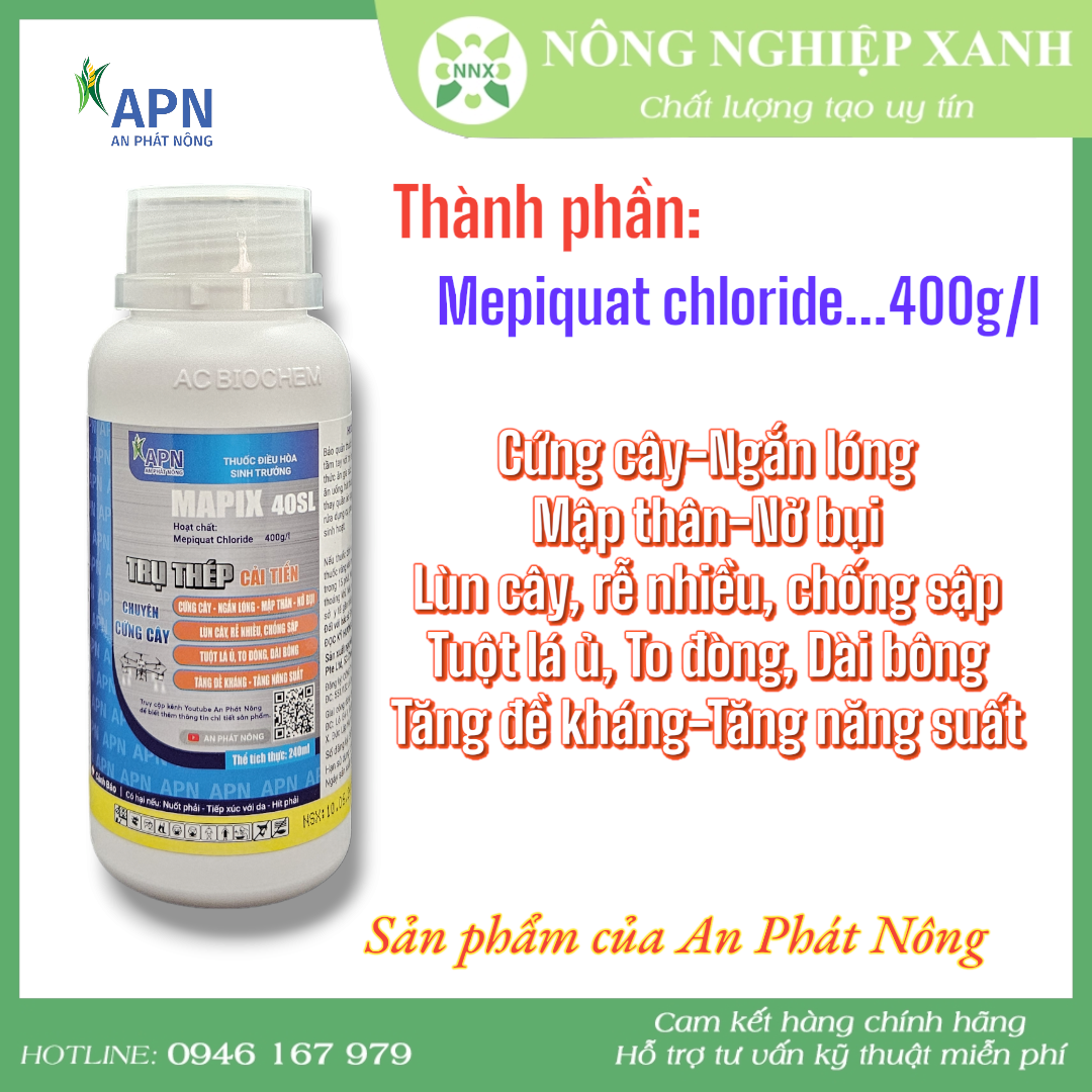 Trụ thép cải tiến - Cứng thân, ngắn lóng, mập thân, nở bụi